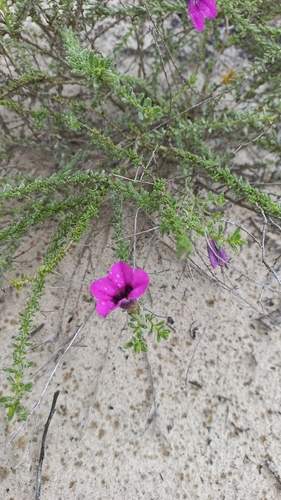 Calibrachoa heterophylla (Calibrachoa heterophylla)