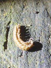 Pseudopolydesmus erasus