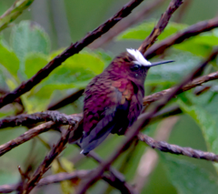 Microchera albocoronata