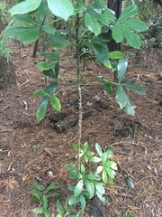 Pseudopanax