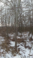 Populus tremula