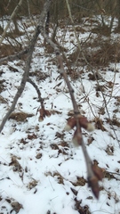 Populus tremula