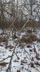 Populus tremula