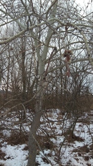 Populus tremula