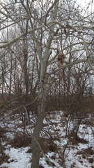 Populus tremula