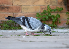 Columba livia domestica