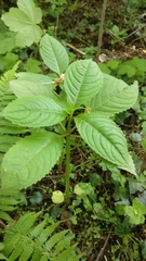 Impatiens glandulifera