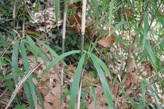 Pleioblastus simonii