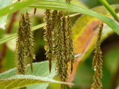 Carex chordalis