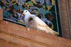 Columba livia domestica