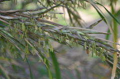 Pleioblastus simonii