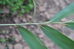 Pleioblastus simonii