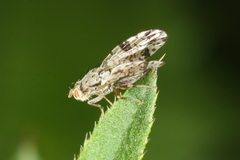 Tephritis hyoscyami