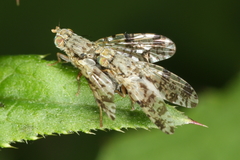 Tephritis hyoscyami