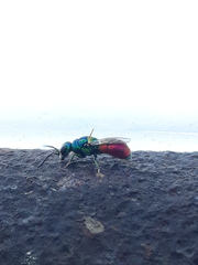 Chrysis scutellaris