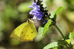 Abaeis salome jamapa