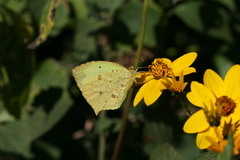 Abaeis salome jamapa