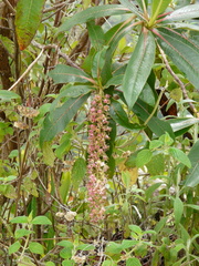 Escallonia pendula