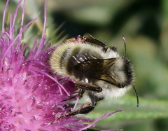 Bombus mesomelas