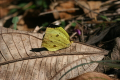 Abaeis salome jamapa