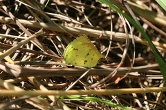 Abaeis salome jamapa