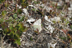 Colias tyche werdandi