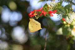 Abaeis salome jamapa