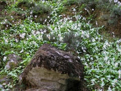 Erythronium montanum