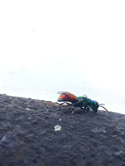 Chrysis scutellaris