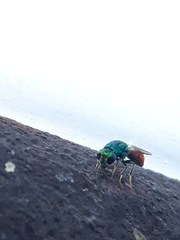 Chrysis scutellaris