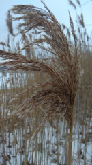 Phragmites australis