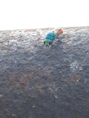 Chrysis scutellaris