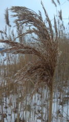 Phragmites australis