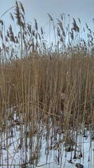 Phragmites australis