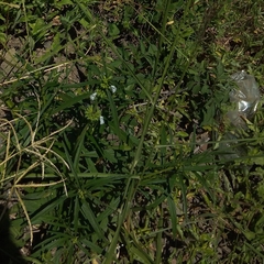 Leucas lavandulifolia