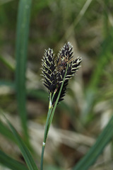 Carex atrata