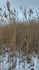 Phragmites australis