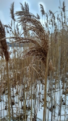 Phragmites australis