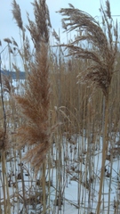 Phragmites australis
