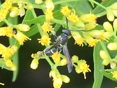Parancistrocerus pensylvanicus