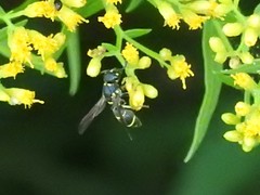 Parancistrocerus pensylvanicus