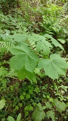 Acer pseudoplatanus