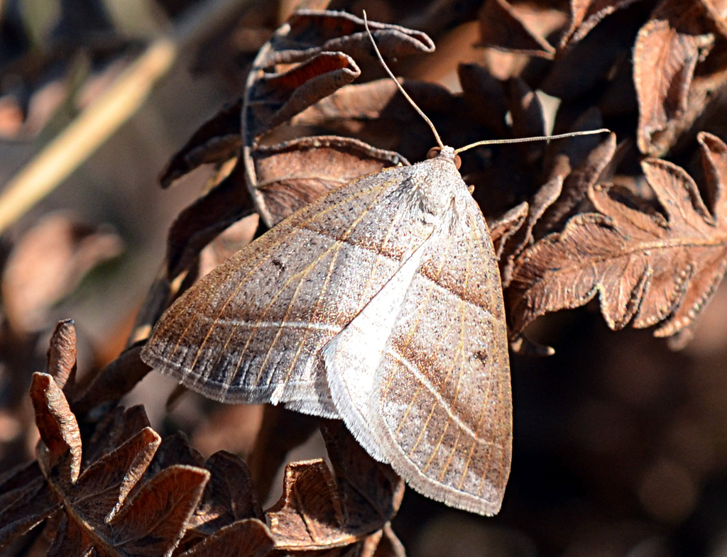 Northern Petrophora Moth
