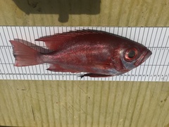 Cookeolus japonicus