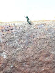 Hedychridium monochroum