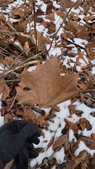Platanus occidentalis