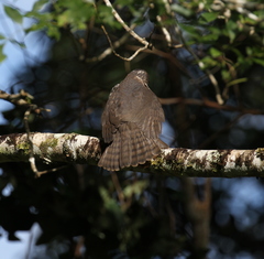 Accipiter francesiae