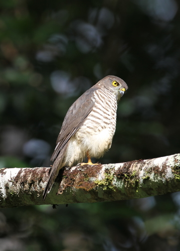 Frances's Sparrowhawk