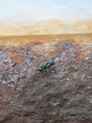 Hedychridium monochroum