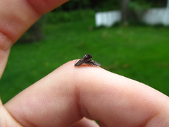 Grapholita eclipsana